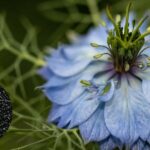 कलौंजी की खेती: सोने से भी बेहतर रिटर्न, ₹5000 की लागत में ₹60,000 की कमाई, जानवर भी नहीं पहुंचाते नुकसान